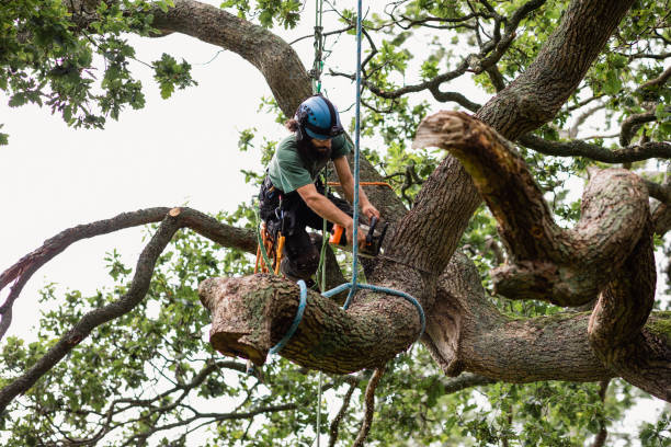 How Our Tree Care Process Works  in  Brunswick, NC